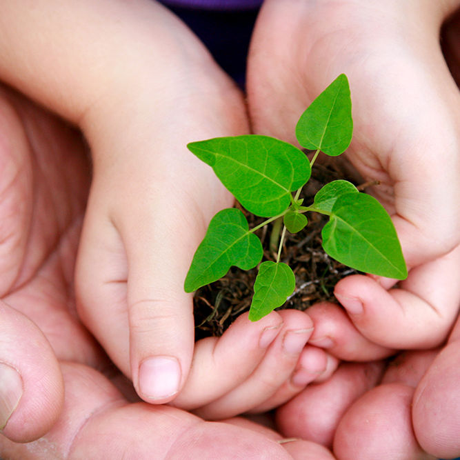 Seedling plant in the hands of a child supported by an adult – symbolising new life, growth and support