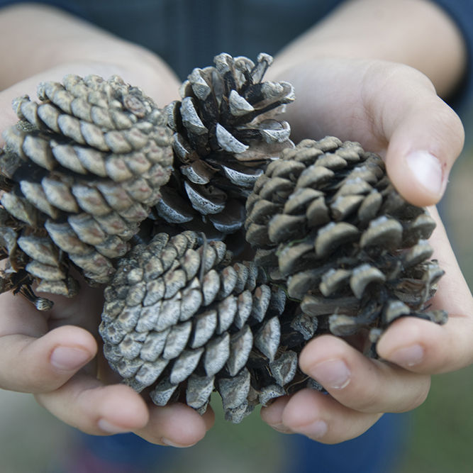 Children, hands, holding, fir, cones.