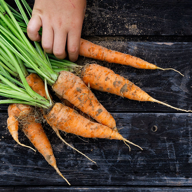 Freshly harvested bunch of carrots on rustic dark wood from above. Child's hand. Space for text.